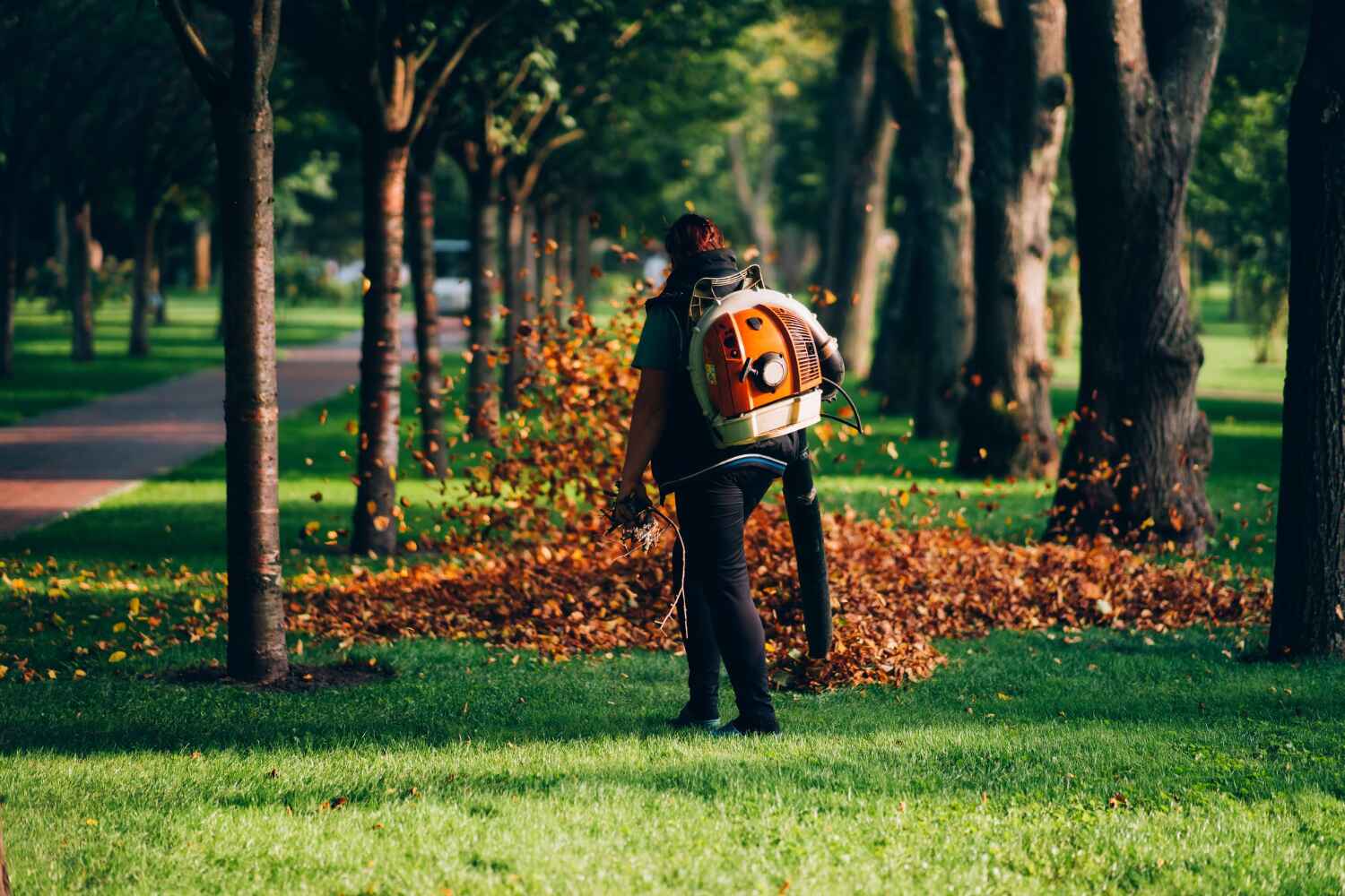 Best Professional Tree Care  in Kittredge, CO